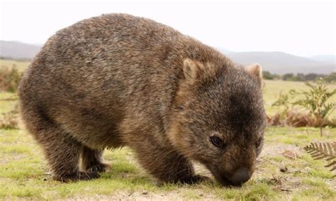 Wombat: El pequeño marsupial australiano que te sorprenderá por su fuerza y agilidad - Hogarmania