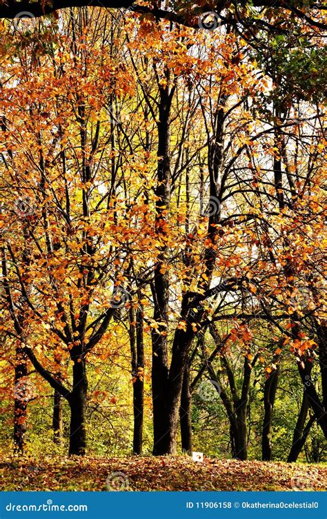 Golden autumn forest stock photo. Image of land, autumn - 11906158