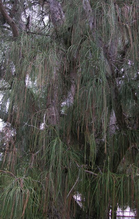 Find Trees & Learn | University of Arizona Campus Arboretum