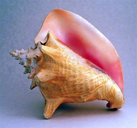 Archivo:Conch shell 2.jpg - Wikipedia, la enciclopedia libre