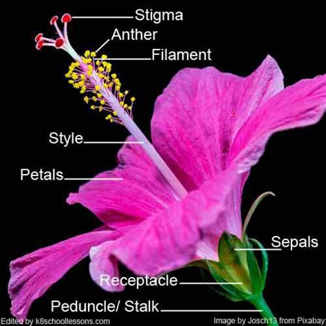 Hibiscus Flower Diagram