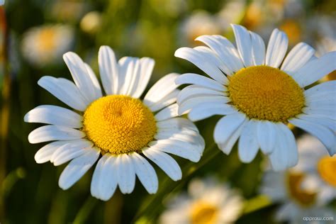 Spring Daisies Wallpaper download - Daisy HD Wallpaper - Appraw