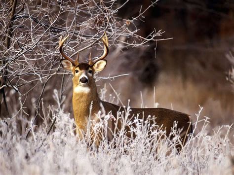 Deer Desktop Wallpapers - Wallpaper Cave