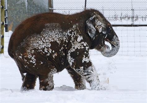 A baby elephant at ZSL Whipsnade Zoo in the UK got covered in snow ...