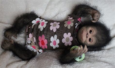 Chita Bindi baby monkey doll by Ekaterina Samgina (4) - Art Kaleidoscope