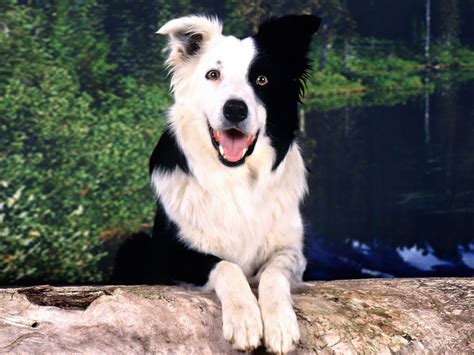 Border Collie Breed Guide - Learn about the Border Collie.