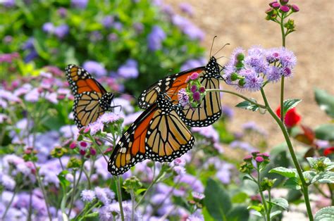 Corki Ultimate: Monarch Butterfly Garden Flowers - My Tips For Easy Summer Flowers in the Garden ...