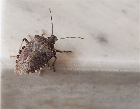 How To Prevent Stink Bugs From Coming Into Your House This Fall | JP Pest Services