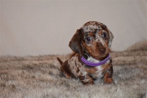 33+ Chocolate And Cream Dachshund For Sale Picture - Bleumoonproductions