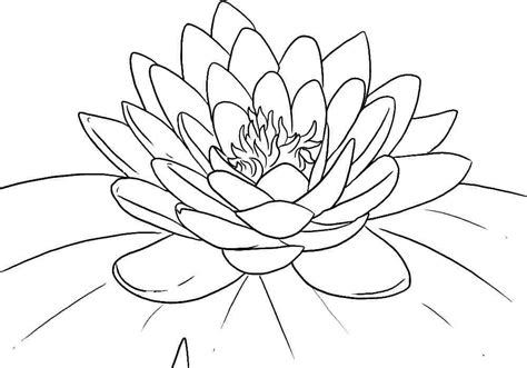 Lotus Flower Coloring Pages Printable Lotus Flower Drawing Flower | Porn Sex Picture