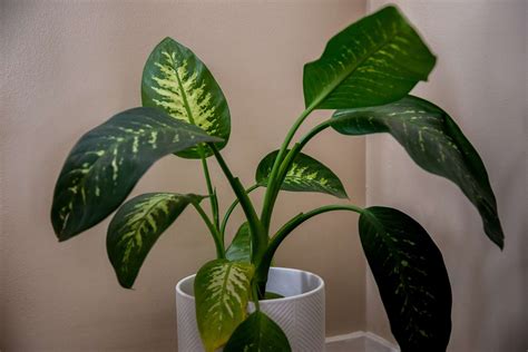 6 Common Causes for Yellowing Leaves on Houseplants