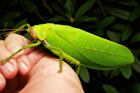 Giant False Leaf Katydid (Pseudophyllus titan, Pseudophyllinae, Tettigoniidae) | Flickr - Photo ...