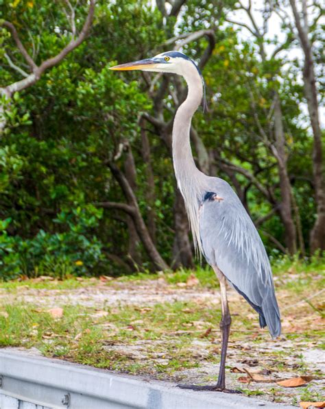 Great Blue Heron | Florida Paddle Notes