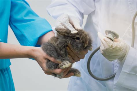 The emergence of small animal practice in the UK - Veterinary Practice