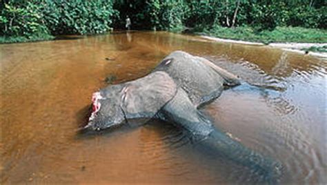 Elephant Poaching