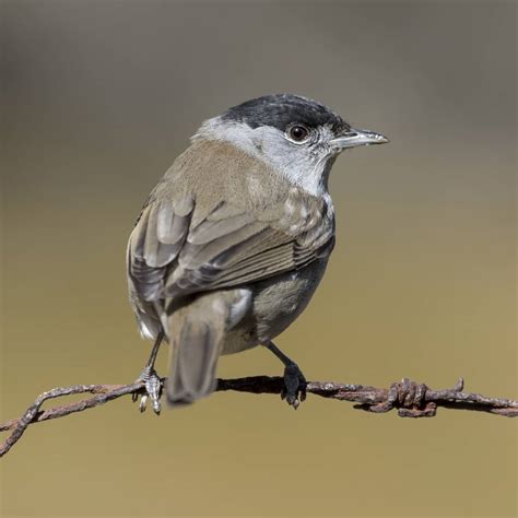 All about the Blackcap - GardenBird