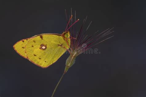 The Colias Croceus Butterfly is a Species of the Pieridae Family Stock Image - Image of close ...