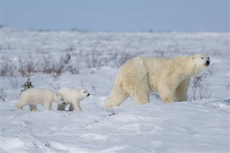 Polar Bear Denning | Polar Bears International