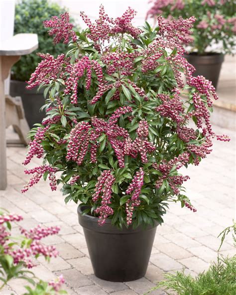 44 Best Shrubs for Containers | Best Container Gardening Plants ...