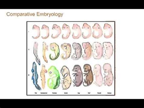 What Is A Comparative Embryology