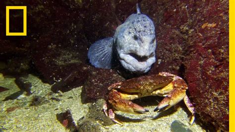 Meet the Intimidating Eel That Mates For Life | National Geographic - YouTube