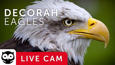 Decorah Eagles - North Nest powered by EXPLORE.org | Decorah eagles, Eagle cam, Live eagle cam