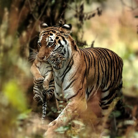 Tiger Photography Tour - India Wild Safari Delights