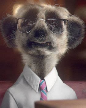 Sergei the meerkat too old, simples | Daily Star