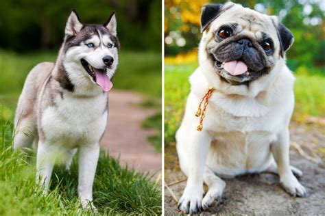 Husky Pug Mix: Meet The Quirky Cross