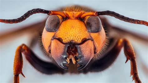 Invasive 'murder hornets' are officially back in the US | Live Science