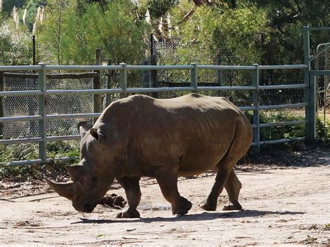 Halls Gap Zoo | Happy Wanderer Holiday Resort