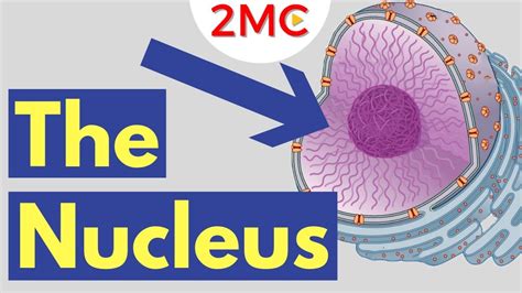 Nucleus Structure And Function