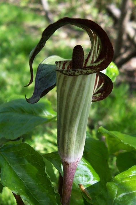 Jack in the Pulpit | Jack in the pulpit, Garden types, Amazing flowers