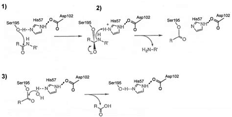 1. The catalytic mechanism of the serine proteases. (1) The serine is... | Download Scientific ...