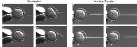 Stem Cells