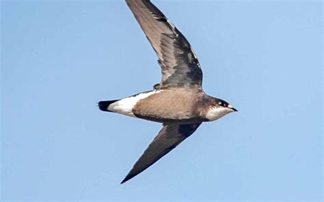 White-throated Needletail Archives - Peter Rowland Photographer & Writer