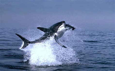 Great White Sharks Wallpapers - Wallpaper Cave