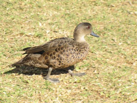 Ducks at the Australian Reptile Park - Trevor's Birding