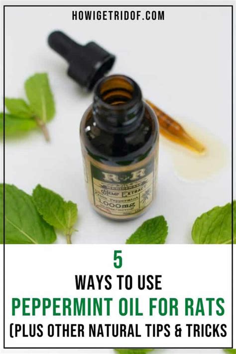 5 Ways To Use Peppermint Oil For Rats (Plus Other Natural Tips And Tricks) - How I Get Rid Of