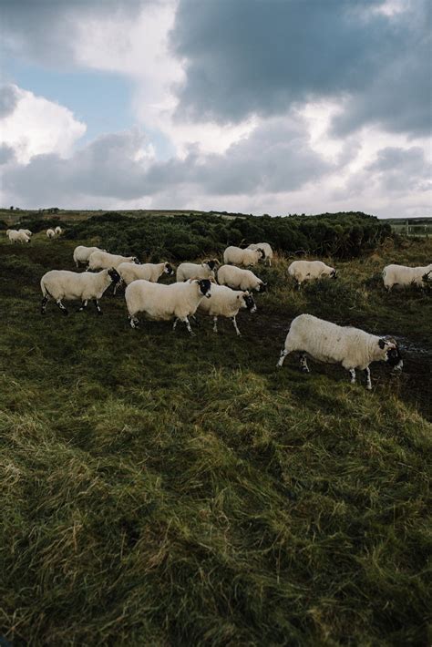 Irish Sheep. Northern Ireland, Ireland | Irish landscape, Irish castles ...