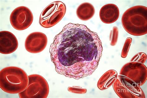 Monocyte White Blood Cell In A Blood Smear Photograph by Kateryna Kon ...