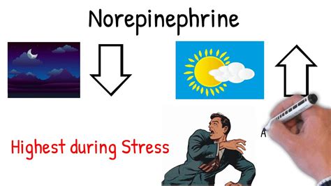 Norepinephrine (noradrenaline) - Effects, Action, uses in medicine ...