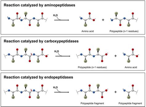 Mechanism of action of Endopeptidase and Exopeptidase... | Download ...