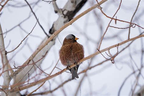 Gray Crowned Rosy Finch Photograph by Julieta Belmont - Fine Art America