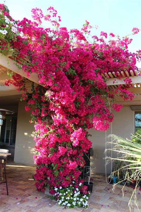 Bougainvillea - Barbara Karst — Write On Rubee | Climbing flowers, Garden vines, Backyard ...