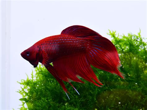 Betta Fish Fin Rot: Treatment & Prevention Guide | Fishkeeping World