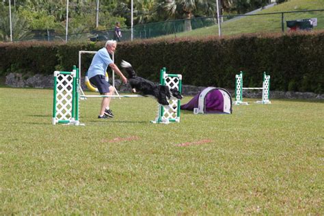 Photos: Dog Agility Competition At Ag Show - Bernews