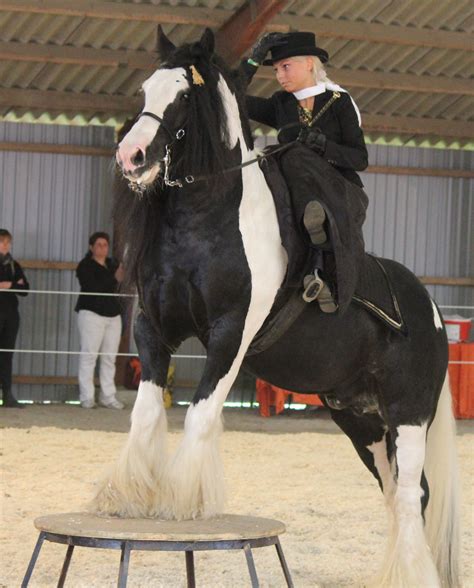 Show in sidesaddle | Horses, Equines, Horsey