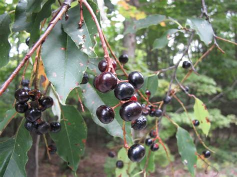 Black Cherry - Prunus serotina | The Arboretum