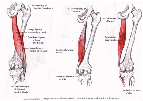 Hamstrings – The Most Overrated Muscle Group for the Squat • Stronger ...